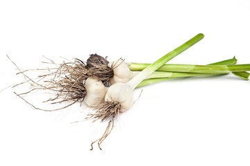 Young garlic