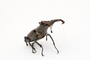 Stag beetle (Lucanus cervus)