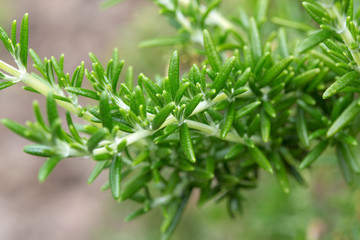 basil plant nature
