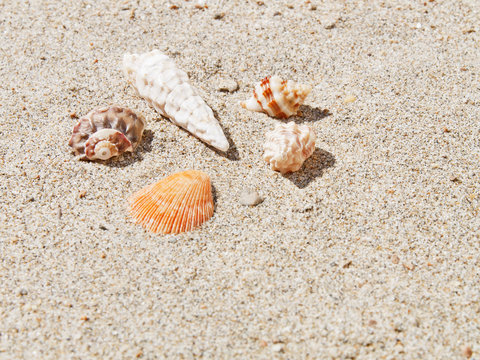 conchas y arena marinas