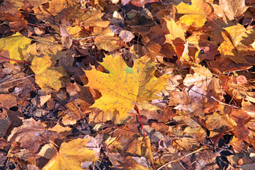 Fall maple leaves