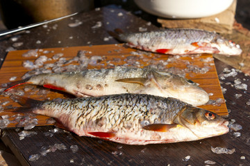 Fresh fish on a fishing trip
