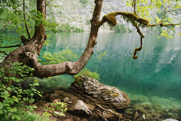 Fototapeta na wymiar Drzewo nad jeziorem Obersee