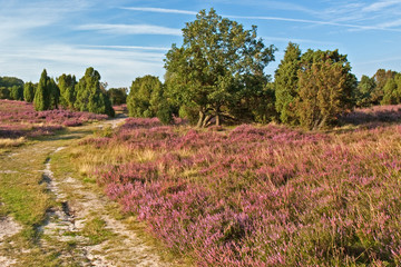 Fototapeta na wymiar Krajobraz z jałowca w Lüneburg Heath, Ground Kamień