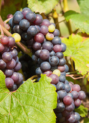 Bunch of red grapes on the vine