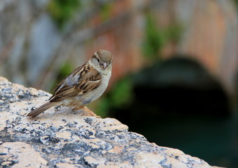 Spatz