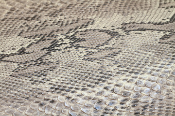 ヘビ柄　年賀状