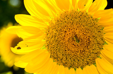 Obraz premium Sunflower