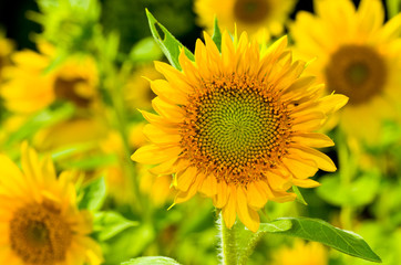 Fototapeta premium Sunflower