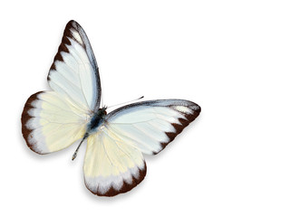 Naklejka na ściany i meble biały Motyl (żółty cętkowany)