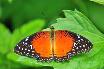 Red butterfly (red lacewing) on green leaves.