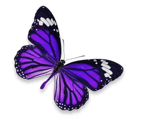 Photo sur Plexiglas Papillon purple butterfly