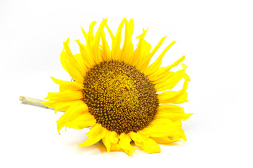 Fototapeta premium beautiful yellow Sunflower