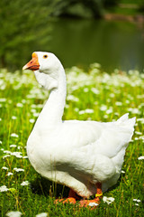 Goose on farm
