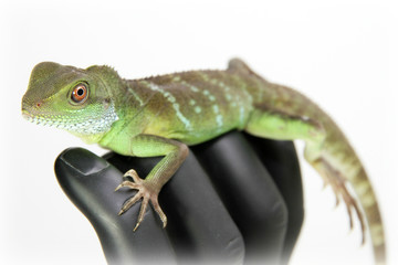 Chinese Water Dragon