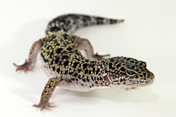 Leopard Gecko