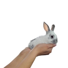 Adorable white rabbit in hand
