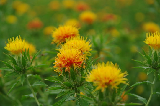 紅花 Stock 写真 Adobe Stock