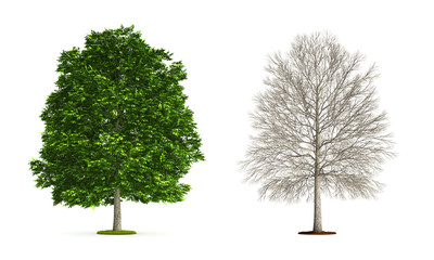 Obraz premium Ash Tree.