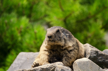 groundhog