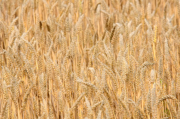 Fototapeta premium the golden wheat