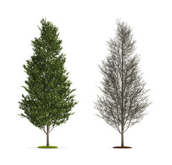 Fototapeta premium Tall Aspen Tree.