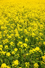Rapeseed field