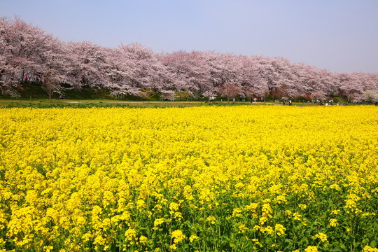 Rape blossoms and cherry tree