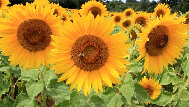 Abeille butinant une fleur de tournesol