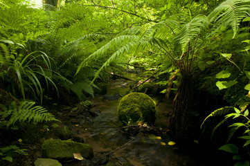 Water stream with fern