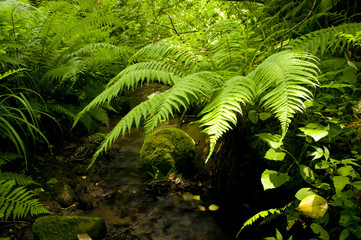 Water stream with fern