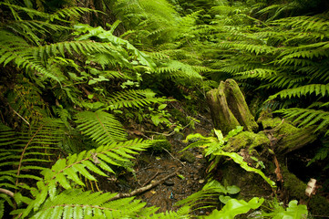 Tree trunk with fern