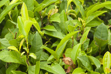 Tea tree plant