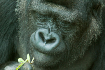 low land gorilla 6692