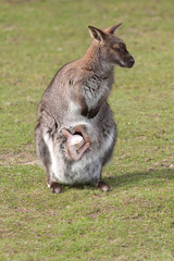 mother and baby 6948