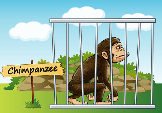 Chimpanzee In Cage