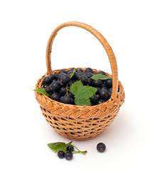 Fototapeta na wymiar basket with black currant