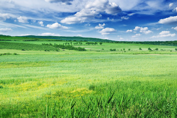 Fototapeta premium Field, mountains and blue sky
