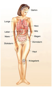 Menschliche Körper mit Organen