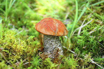 Mushroom in wood