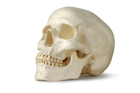 Skull, Human