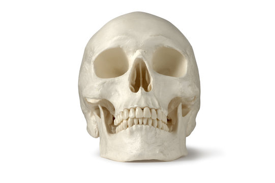 Skull, Human