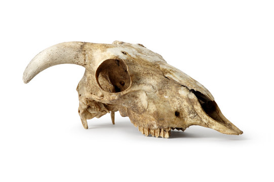 Skull, Sheep