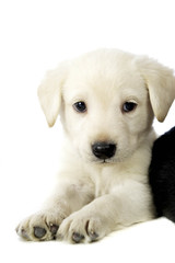 Golden Labrador Puppy