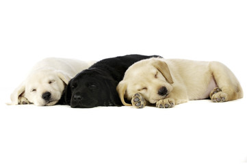 Golden and black Labrador Puppies