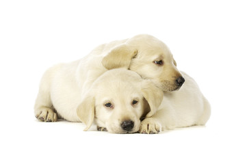 Golden Labrador Puppies