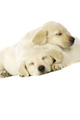 Golden Labrador Puppies