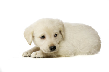 Golden Labrador Puppy