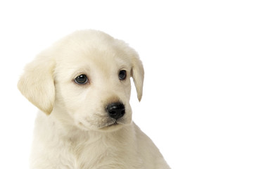 Golden Labrador Puppy