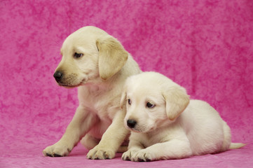 Golden Labrador Puppies